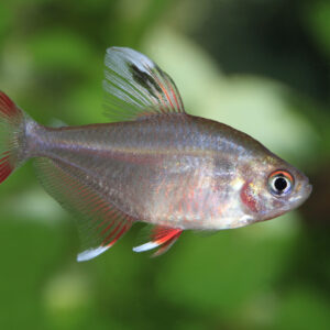 Tisburys Aquatic Centre