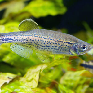 Tisburys Aquatic Centre