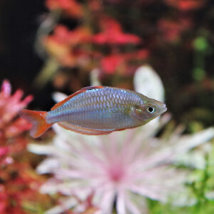 Tisburys Aquatic Centre