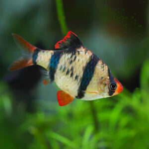 Tisburys Aquatic Centre