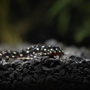 Tisburys Aquatic Centre