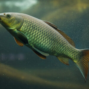 Tisburys Aquatic Centre