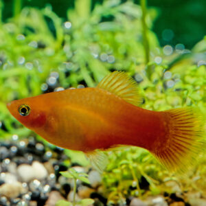 Tisburys Aquatic Centre