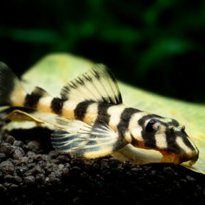 Tisburys Aquatic Centre