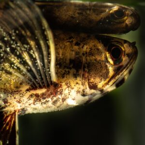 Tisburys Aquatic Centre
