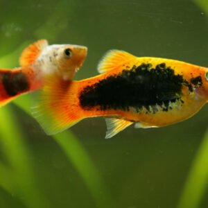 Tisburys Aquatic Centre