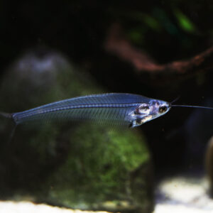 Tisburys Aquatic Centre