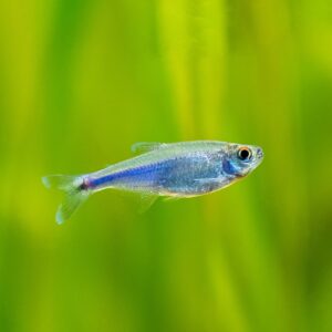 Tisburys Aquatic Centre