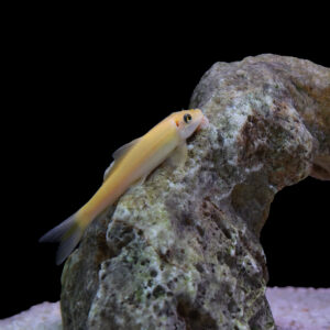 Tisburys Aquatic Centre