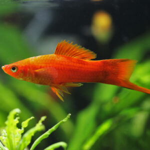 Tisburys Aquatic Centre