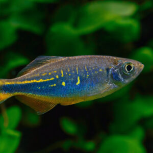 Tisburys Aquatic Centre