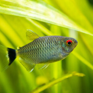 Tisburys Aquatic Centre