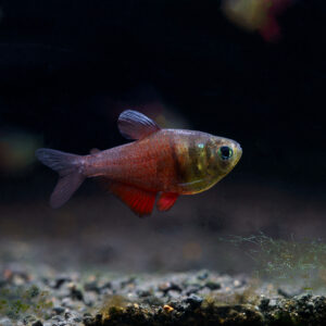 Tisburys Aquatic Centre