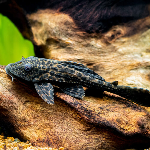 Tisburys Aquatic Centre