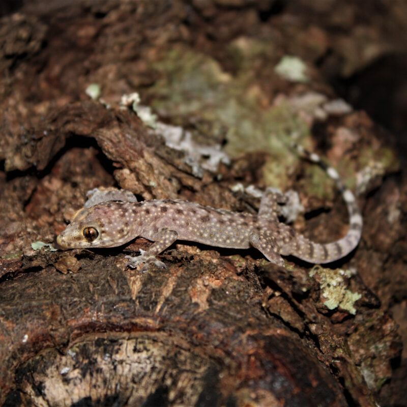 Tisburys Aquatic Centre