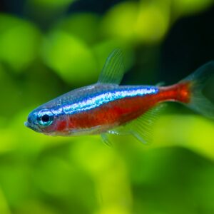 Tisburys Aquatic Centre