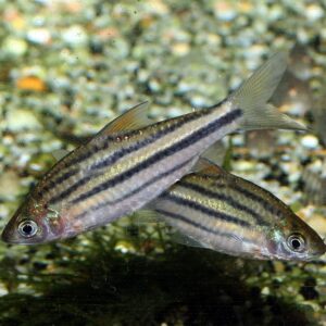 Tisburys Aquatic Centre