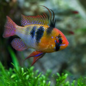 Tisburys Aquatic Centre