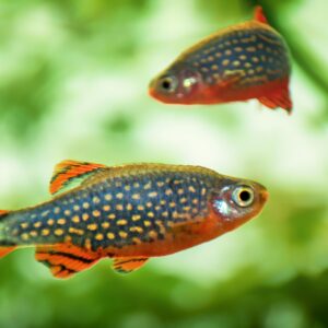 Tisburys Aquatic Centre