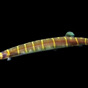 Tisburys Aquatic Centre