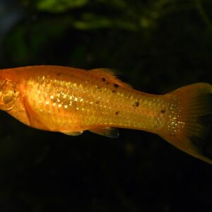 Tisburys Aquatic Centre