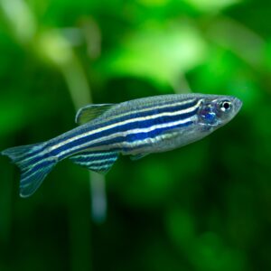 Tisburys Aquatic Centre