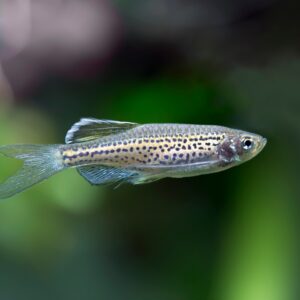 Tisburys Aquatic Centre