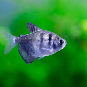 Tisburys Aquatic Centre