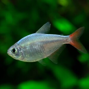 Tisburys Aquatic Centre