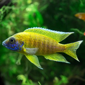 Tisburys Aquatic Centre