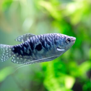 Tisburys Aquatic Centre