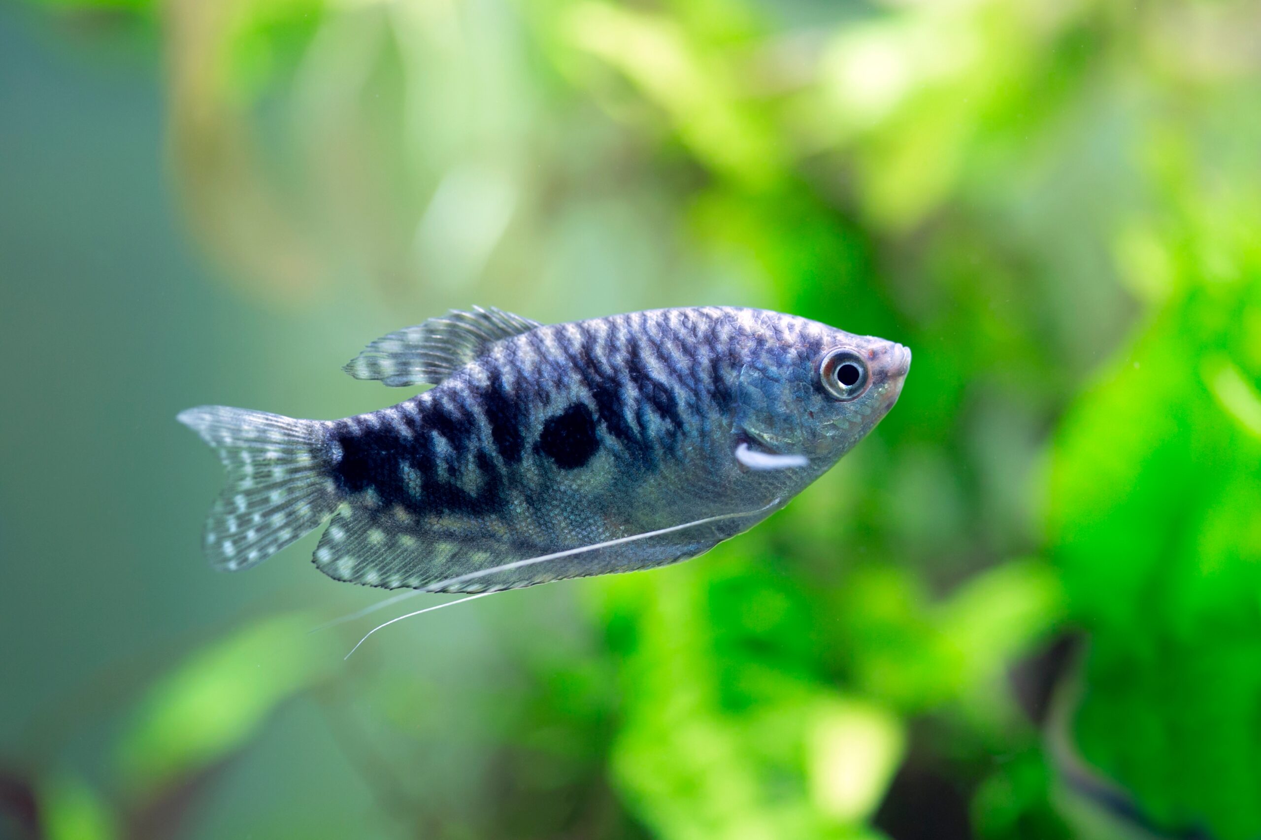 Tisburys Aquatic Centre Tisburys Aquatic Centre