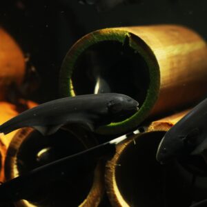 Tisburys Aquatic Centre