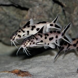 Tisburys Aquatic Centre