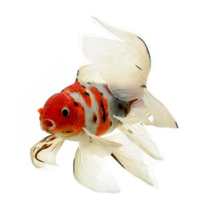Butterfly Koi