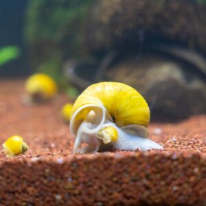 Tisburys Aquatic Centre