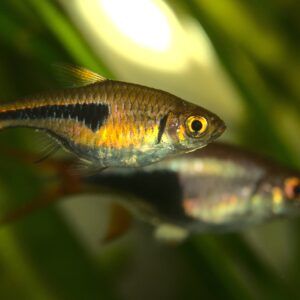 Tisburys Aquatic Centre