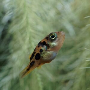 Tisburys Aquatic Centre