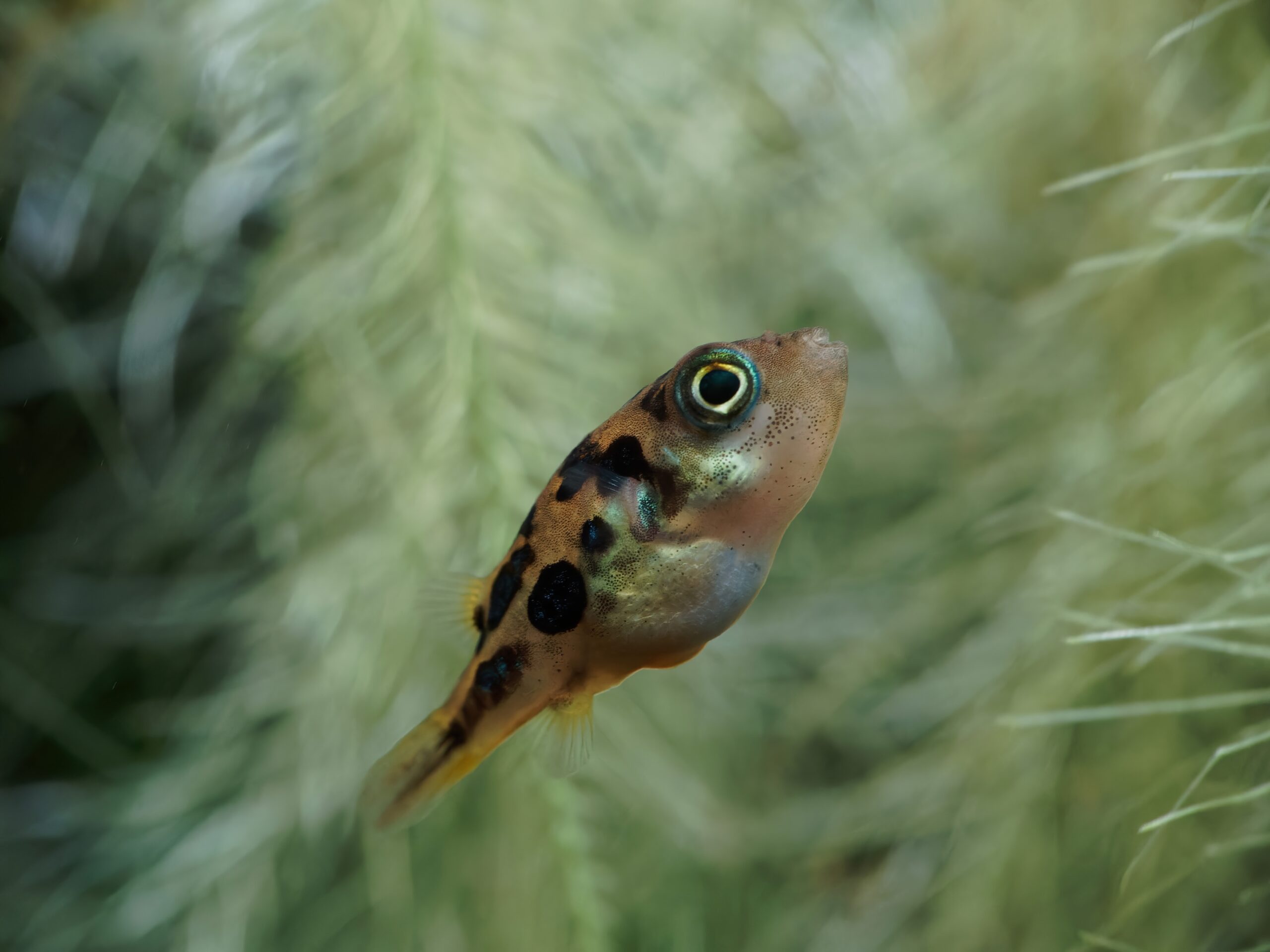 Tisburys Aquatic Centre Tisburys Aquatic Centre