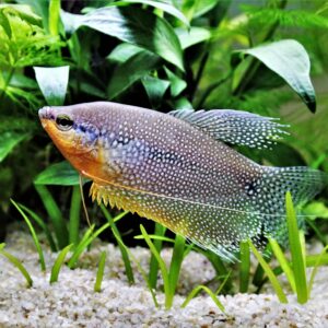 Tisburys Aquatic Centre