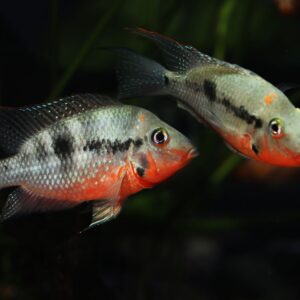 Tisburys Aquatic Centre