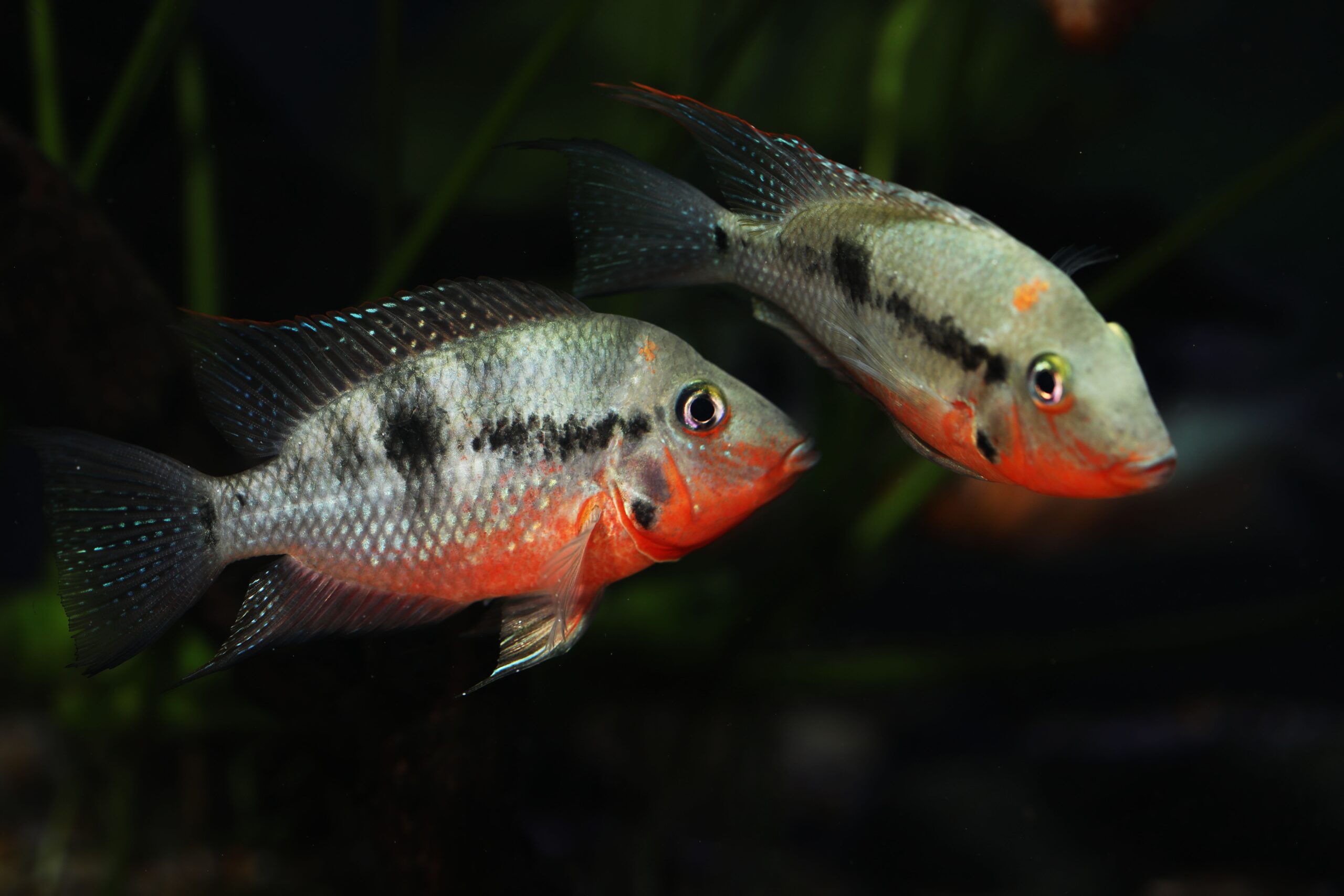 Tisburys Aquatic Centre Tisburys Aquatic Centre