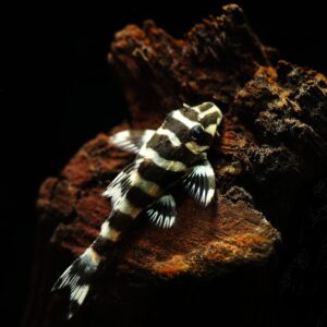 Tisburys Aquatic Centre