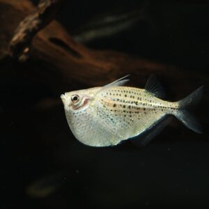 Tisburys Aquatic Centre