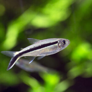 Tisburys Aquatic Centre