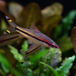 Tisburys Aquatic Centre