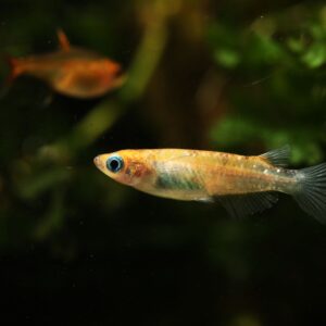 Tisburys Aquatic Centre