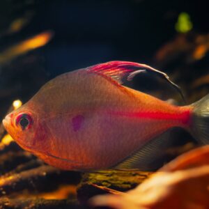 Tisburys Aquatic Centre