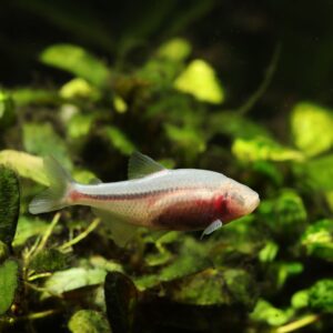 Tisburys Aquatic Centre