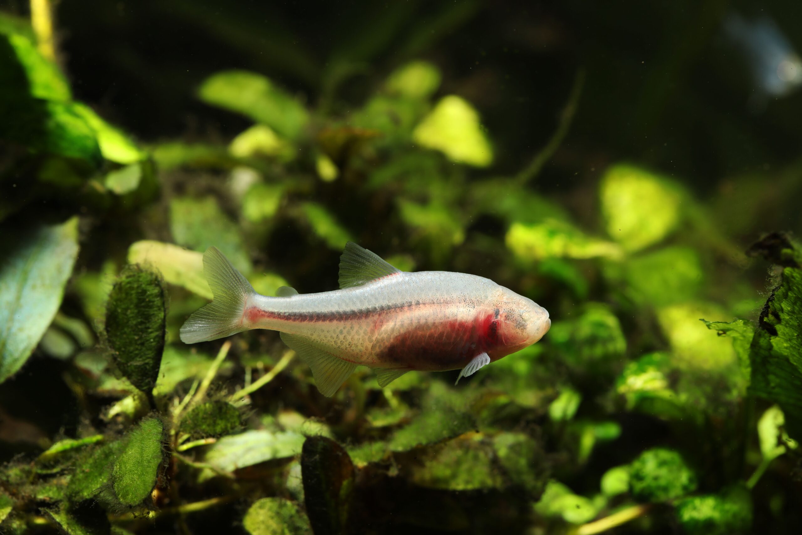 Tisburys Aquatic Centre Tisburys Aquatic Centre